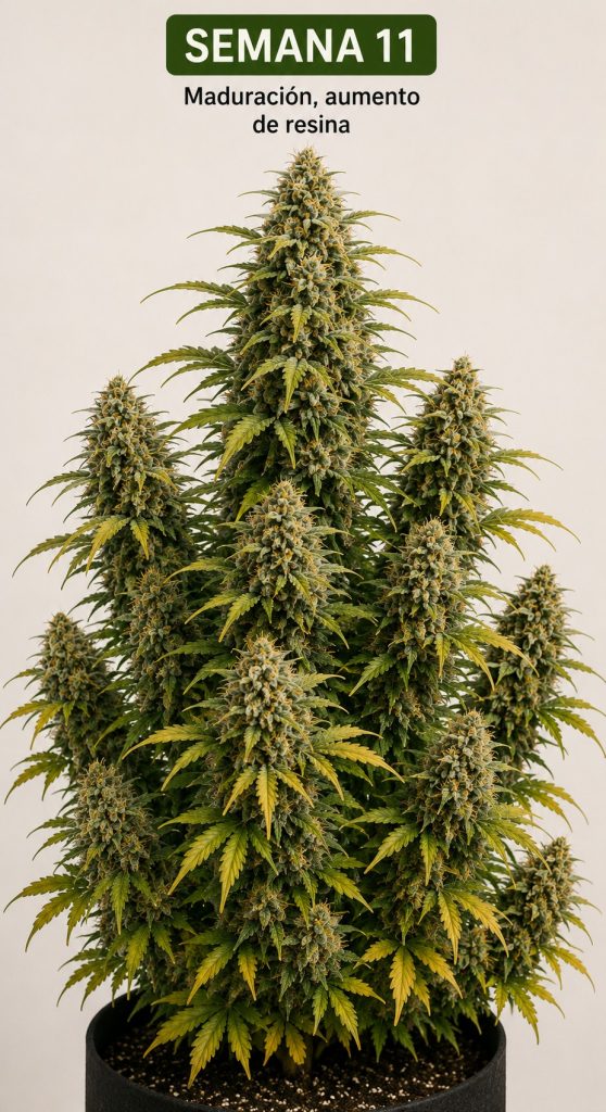 SEMANA 11