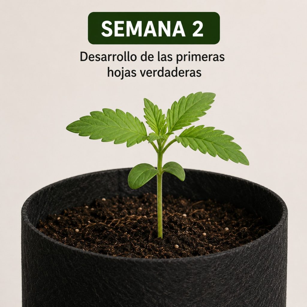 SEMANA 2