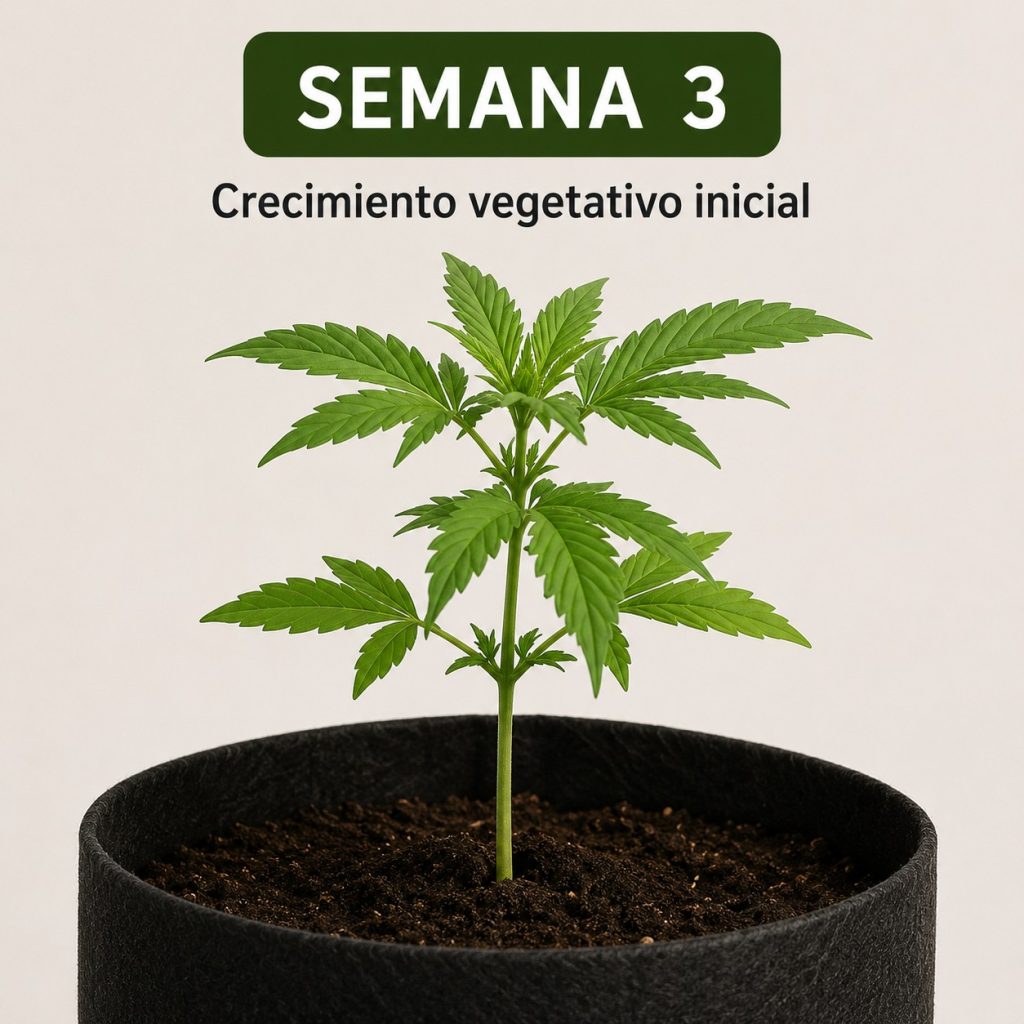 SEMANA 3