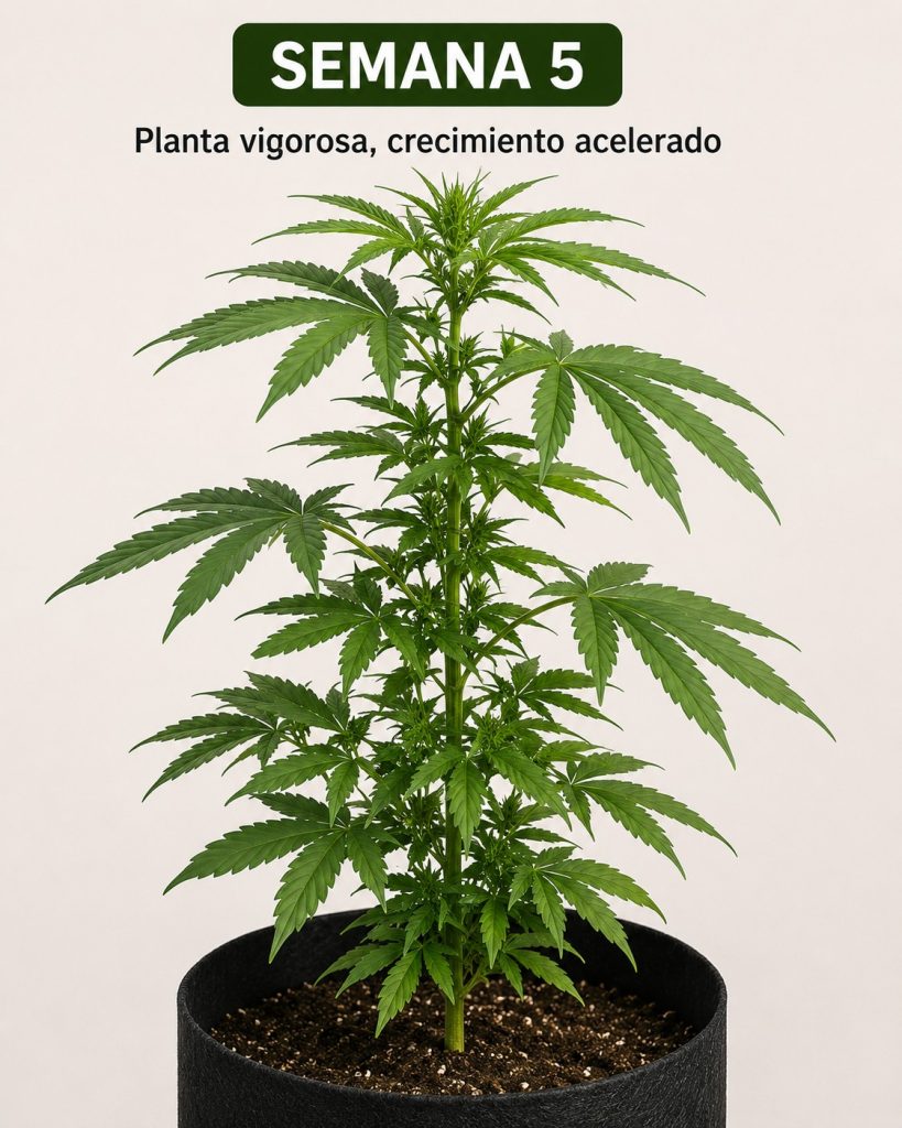 SEMANA 5