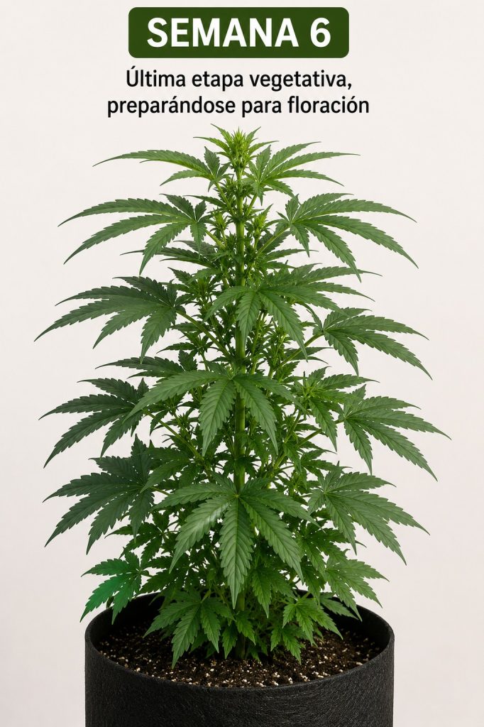 SEMANA 6