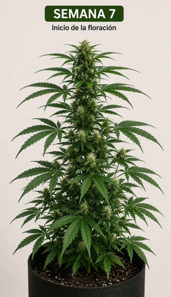 SEMANA 7