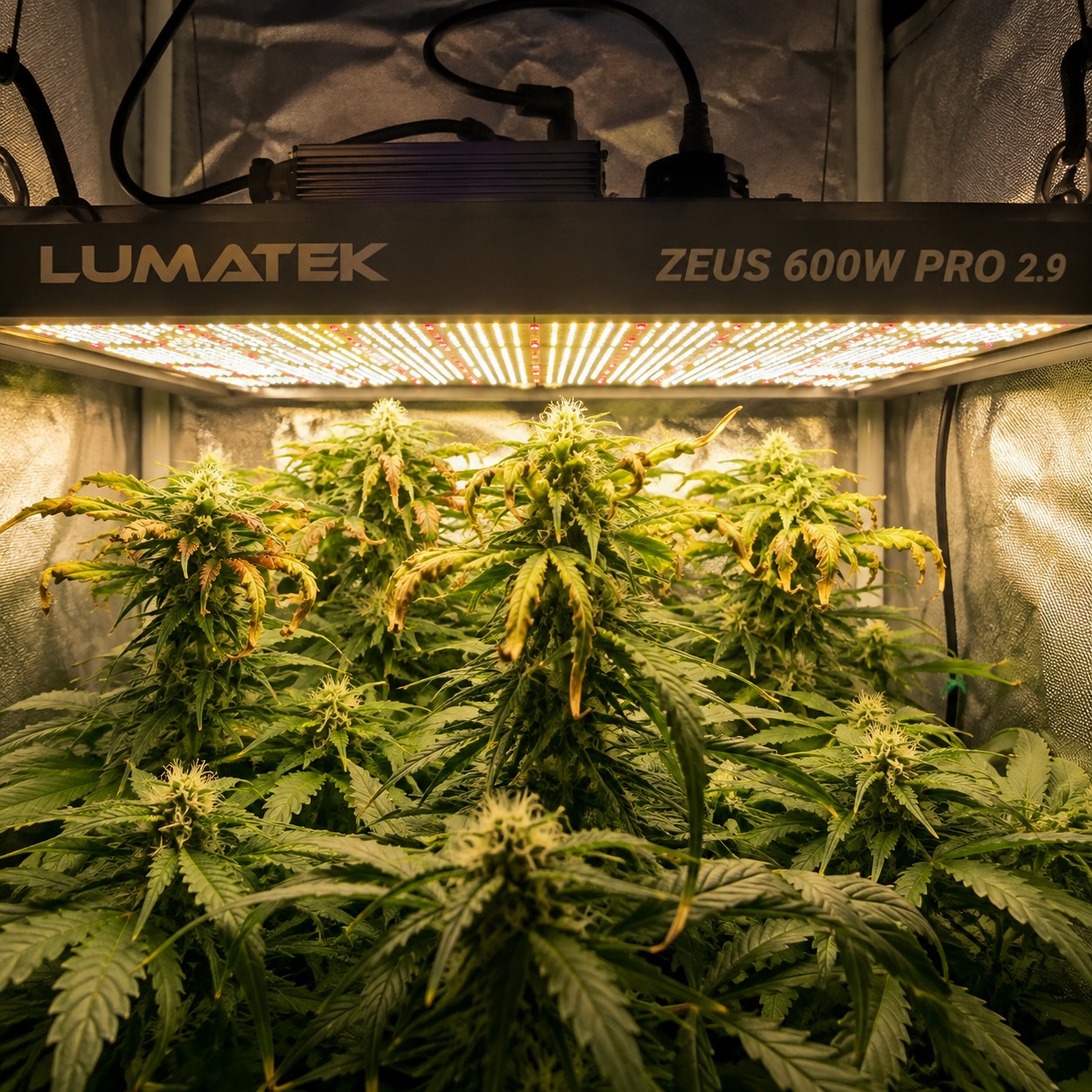 💡 LED, Errores mas comunes y como evitarlos.