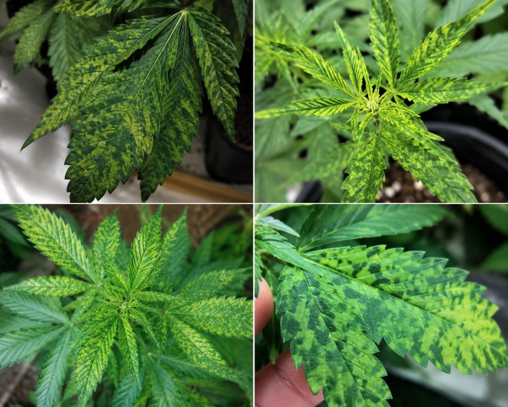 Virus del Mosaico del Tabaco