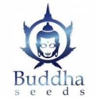 Semillas de Marihuana Buddha Seeds - Sativagrowshop.com