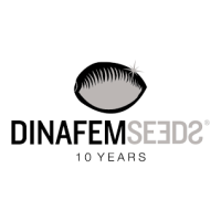 Dinafem / Silent Seeds