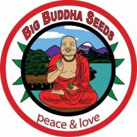 Semillas de Marihuana  Big Buddha Seeds - Sativagrowshop.com