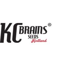 Semillas de Marihuana Kc Brains - Sativagrowshop.com