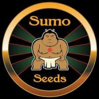 Semillas de Marihuana Sumo Seeds - Sativagrowshop.com