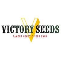 Semillas de Marihuana Victoy Seeds - Sativagrowshop.com