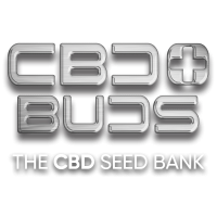 Semillas de Marihuana CBD Plus Buds