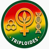 NUEVAS GENERACION DE SEMILLAS DE MARIHUANA TRIPLOIDES