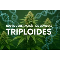 Triploide Advanced Seeds