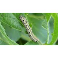 Insecticidas y Fungicidas - Sativagrowshop.com