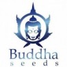 Buddha Seeds