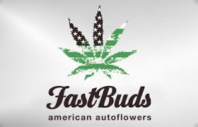 Fast Buds Seeds