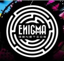 Enigma Genetics